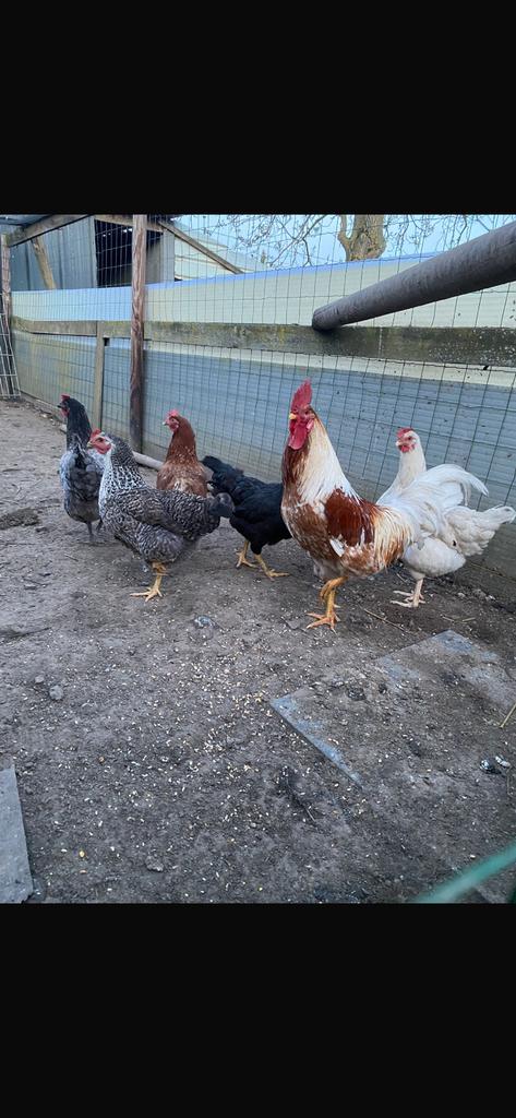 Legkippen te koop, Dieren en Toebehoren, Pluimvee