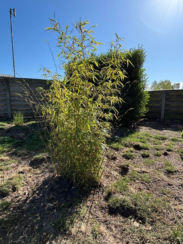 Fargesia rufa, Tuin en Terras, Ophalen
