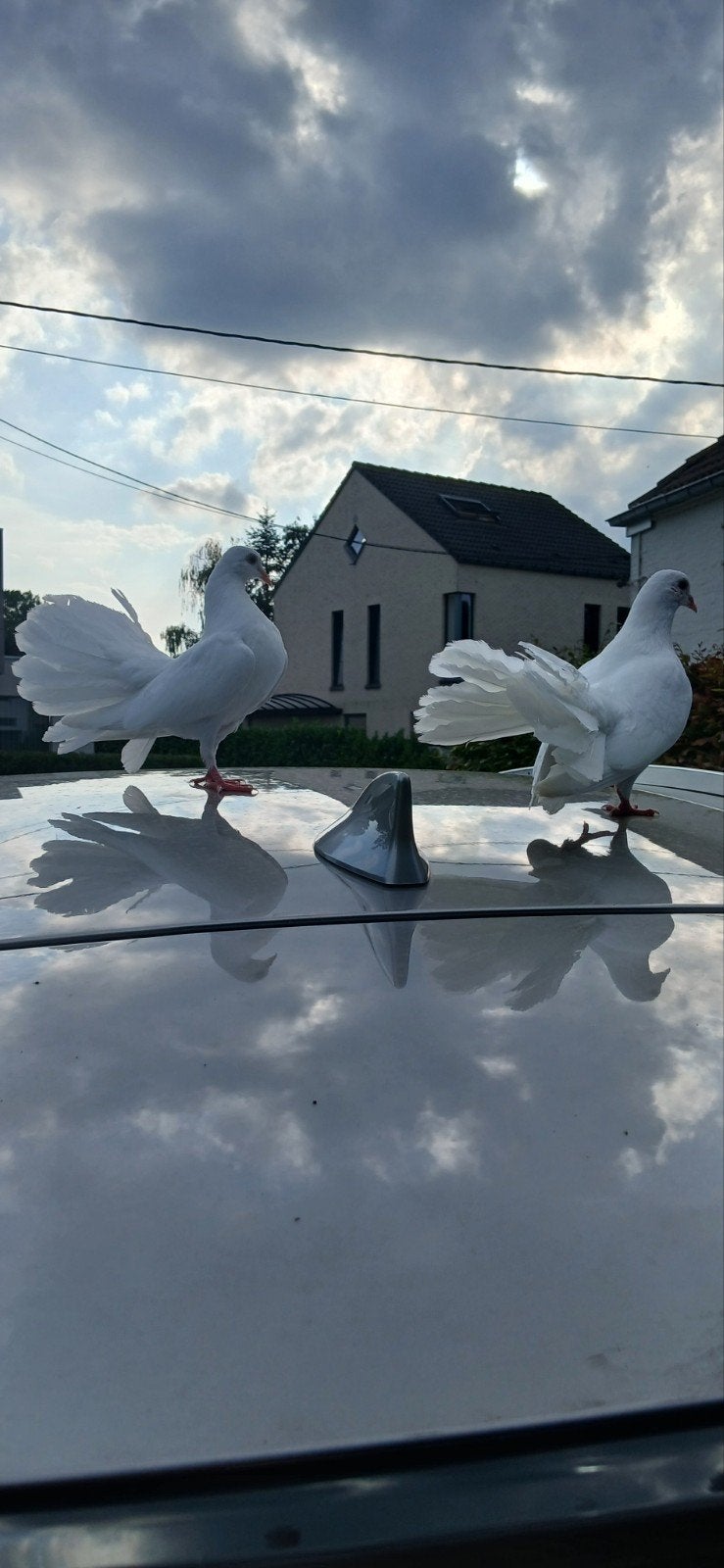koppeltje pauwstaart duiven, Ophalen, Nieuw, Vogels