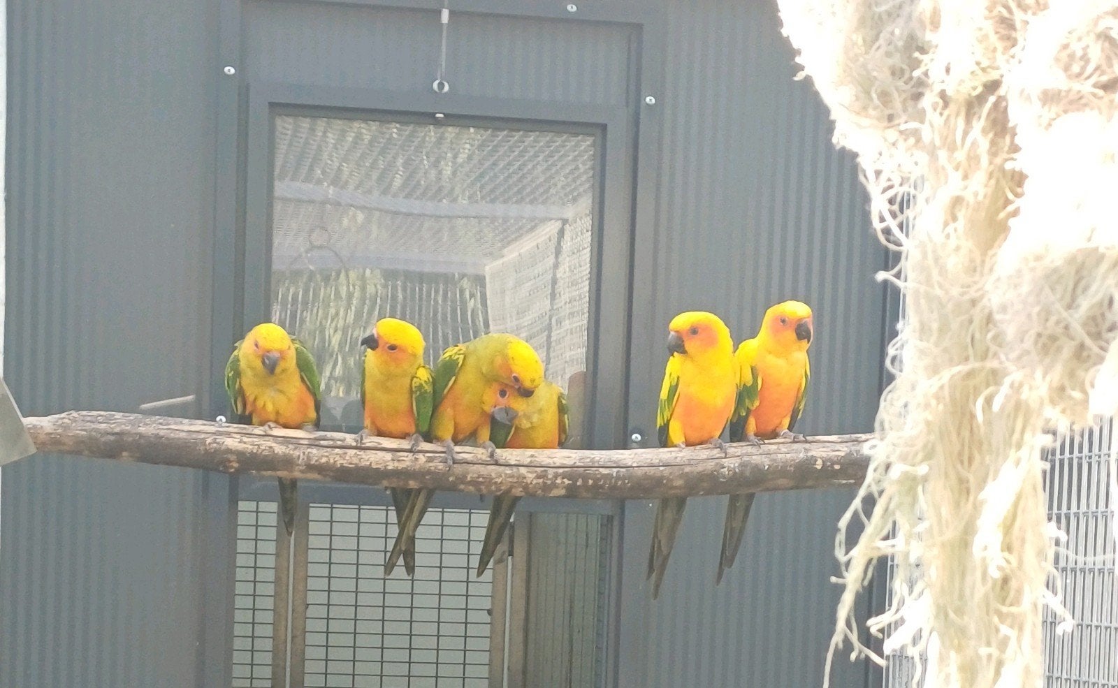 4 Zonparkieten (man), Dieren en Toebehoren, Mannelijk