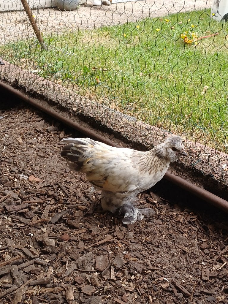 Haantje, Dieren en Toebehoren, Mannelijk, Kip