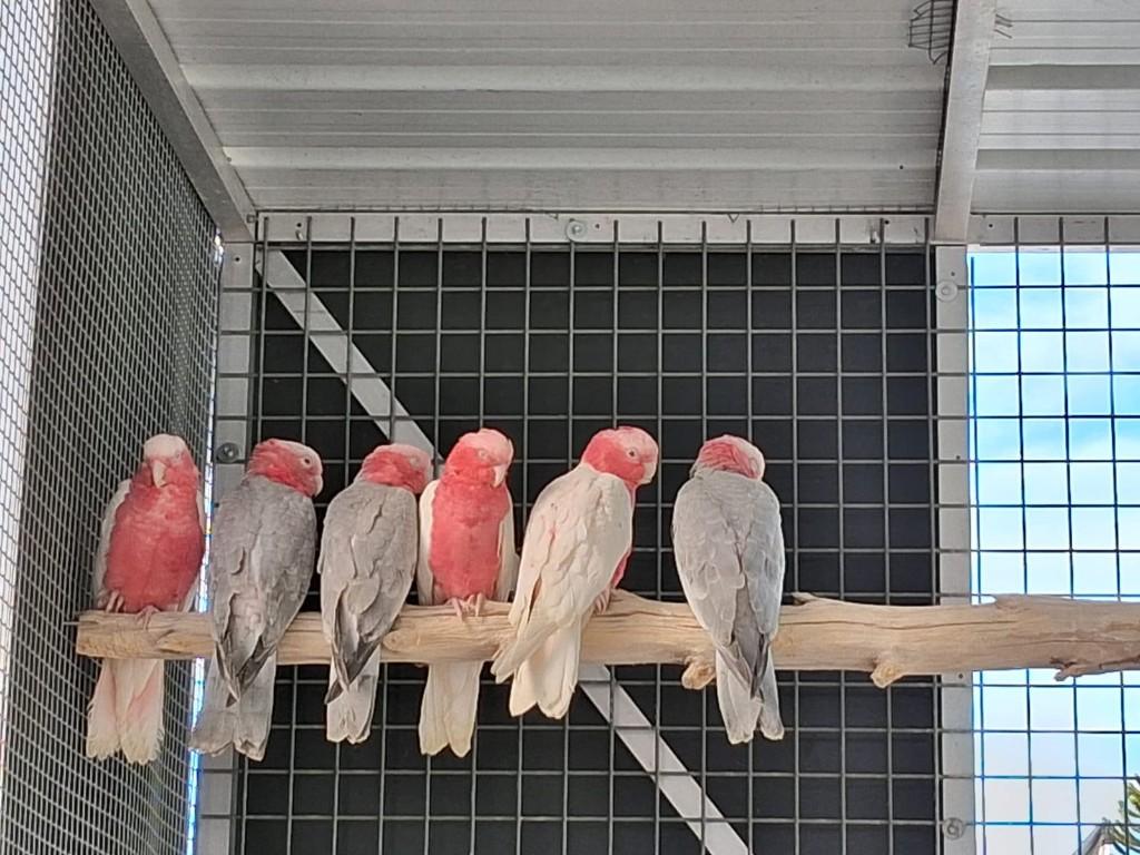 handtamme rose kaketoes, Dieren en Toebehoren