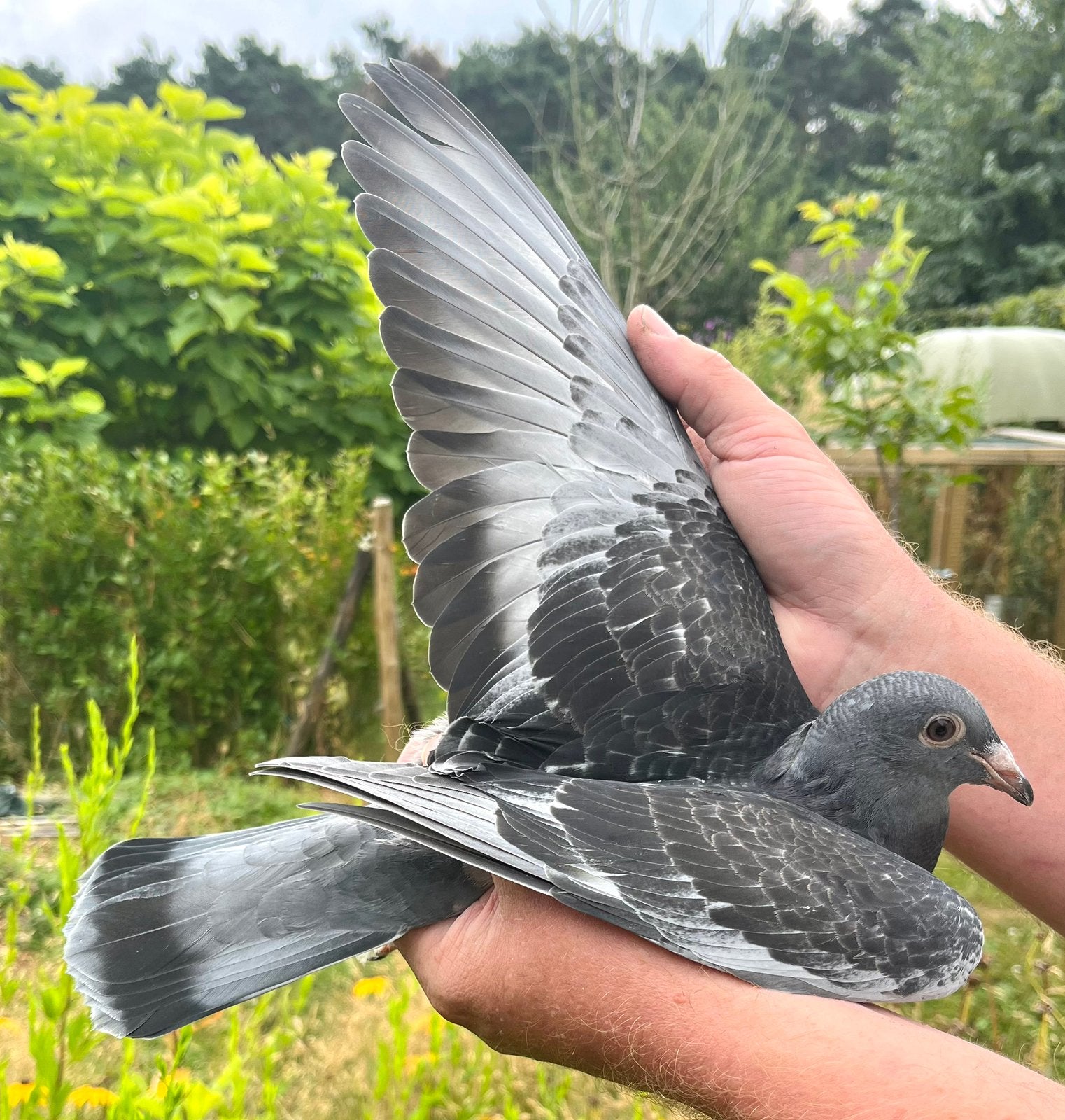 Jonge duif, Dieren en Toebehoren, Geslacht onbekend, Postduif