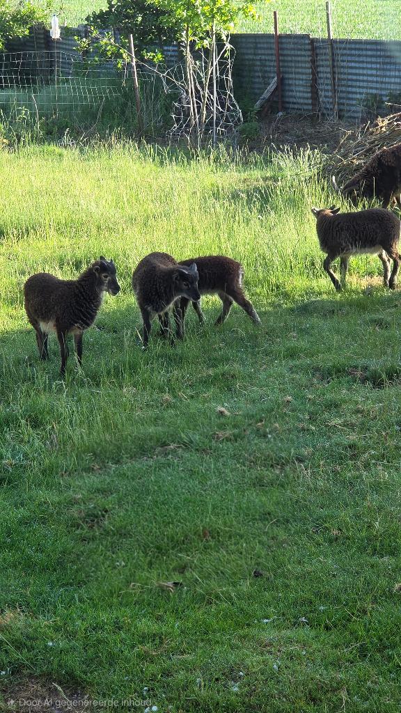 Soay lam, Meerdere dieren, Schaap, 0 tot 2 jaar