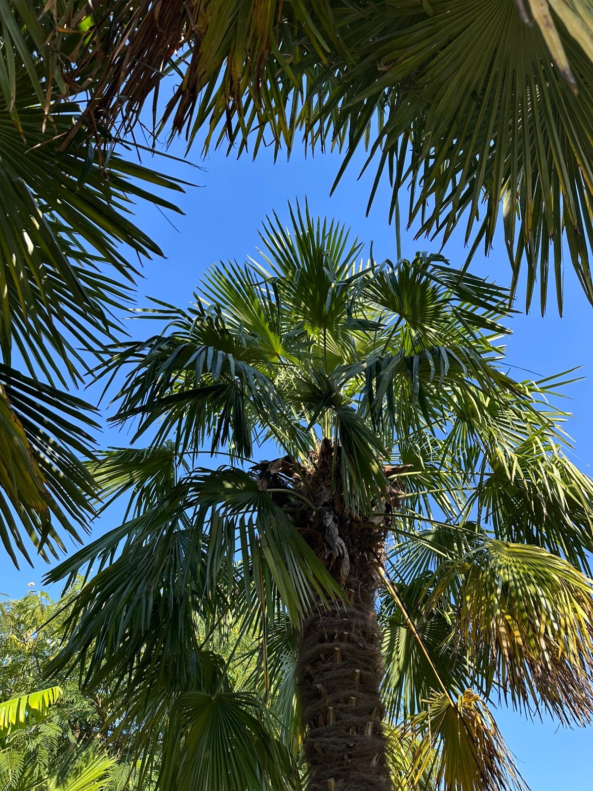 Palmbomen: 3 + 1 gratis!!!!, Tuin en Terras, Ophalen, Lente, Vaste plant, Overige soorten
