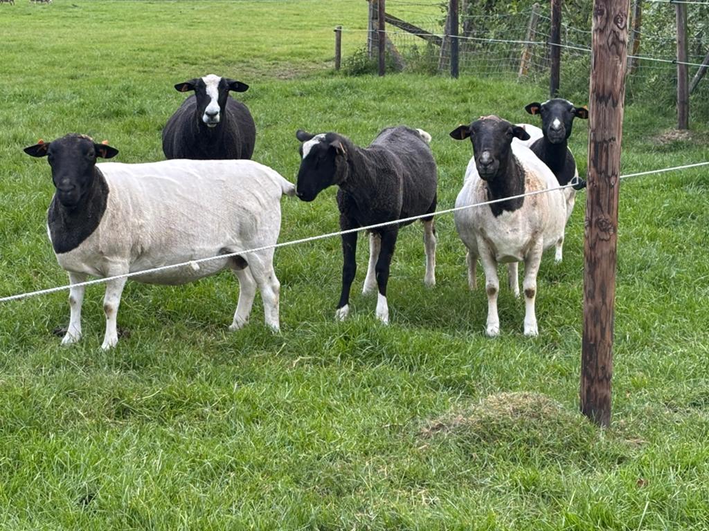Dorper ooien, Femelle, Mouton, 0 à 2 ans