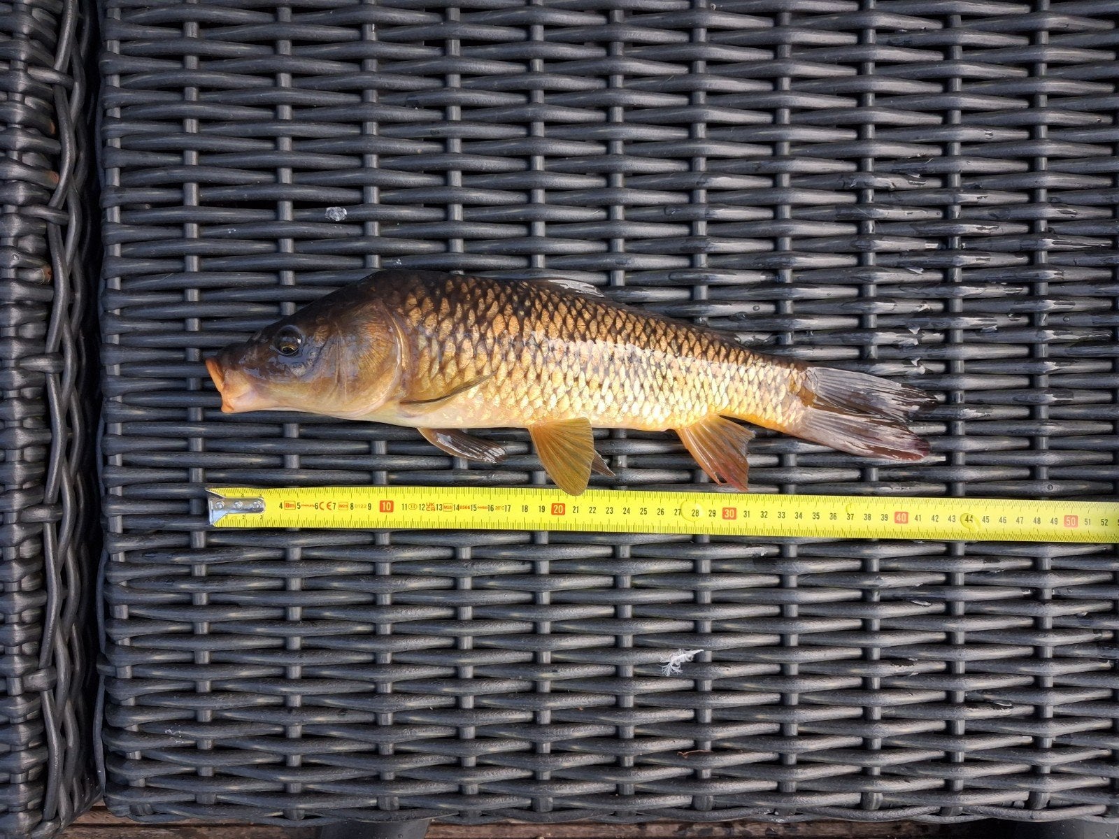 Boerenkarpers, Dieren en Toebehoren, Karper of Koi