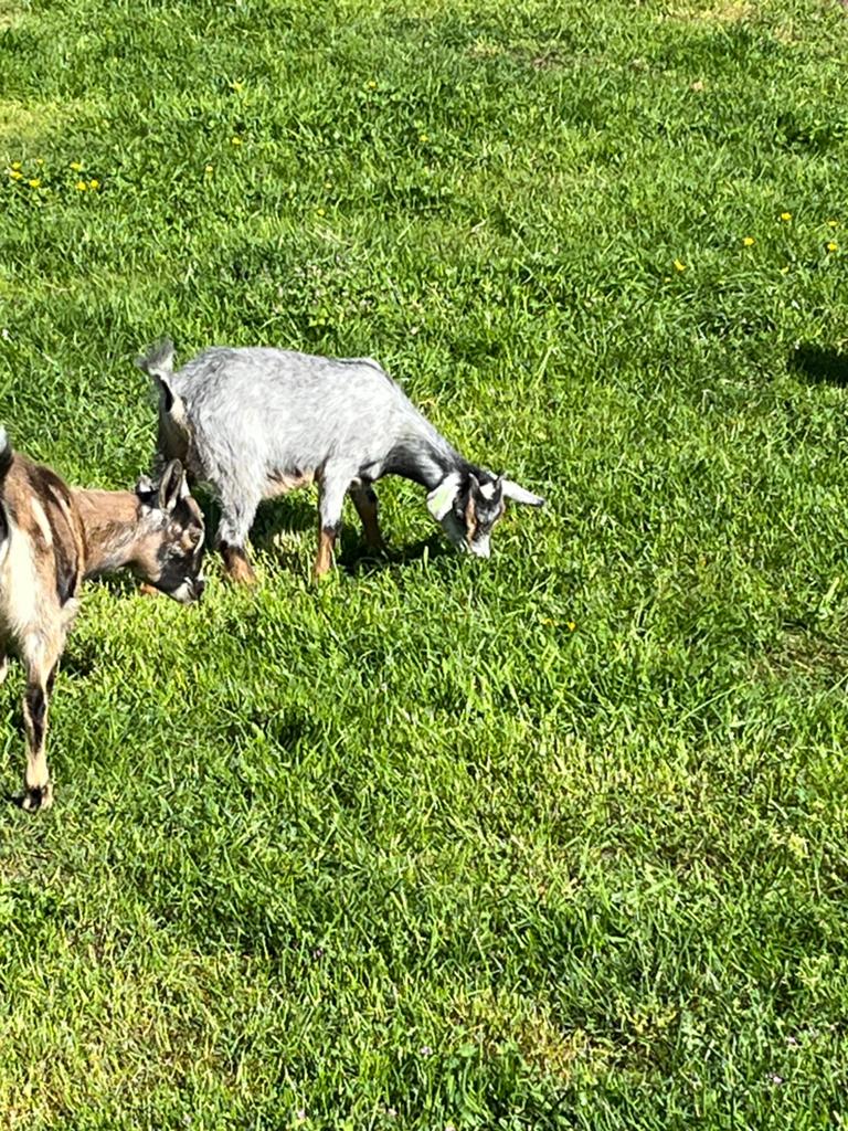 Dwerggeitjes, Dieren en Toebehoren, Schapen, Geiten en Varkens
