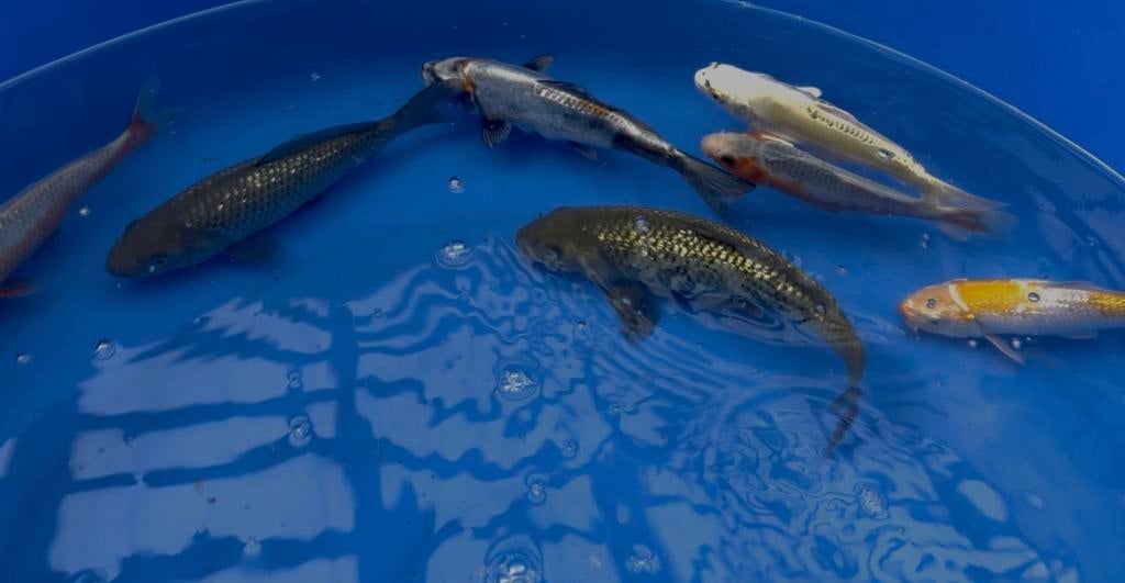 Tosai koi selected 15-25cm, Animaux & Accessoires, Poissons | Poissons d'étang, Carpe ou Koï