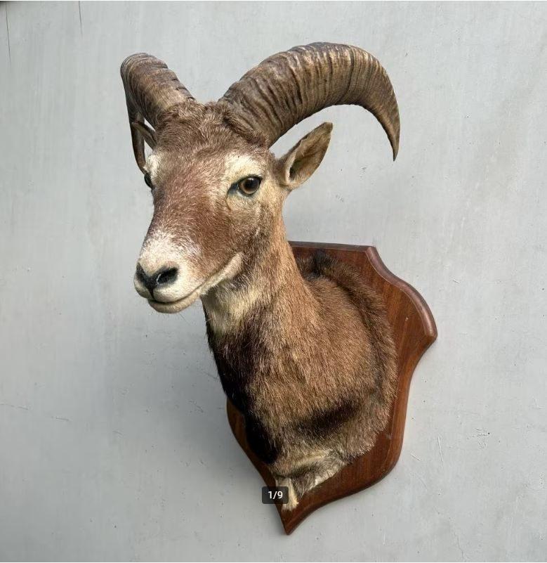 Moeflon Taxidermie - wild schaap, Collections, Collections Animaux, Enlèvement ou Envoi, Utilisé, Animal sauvage, Bois ou Tête