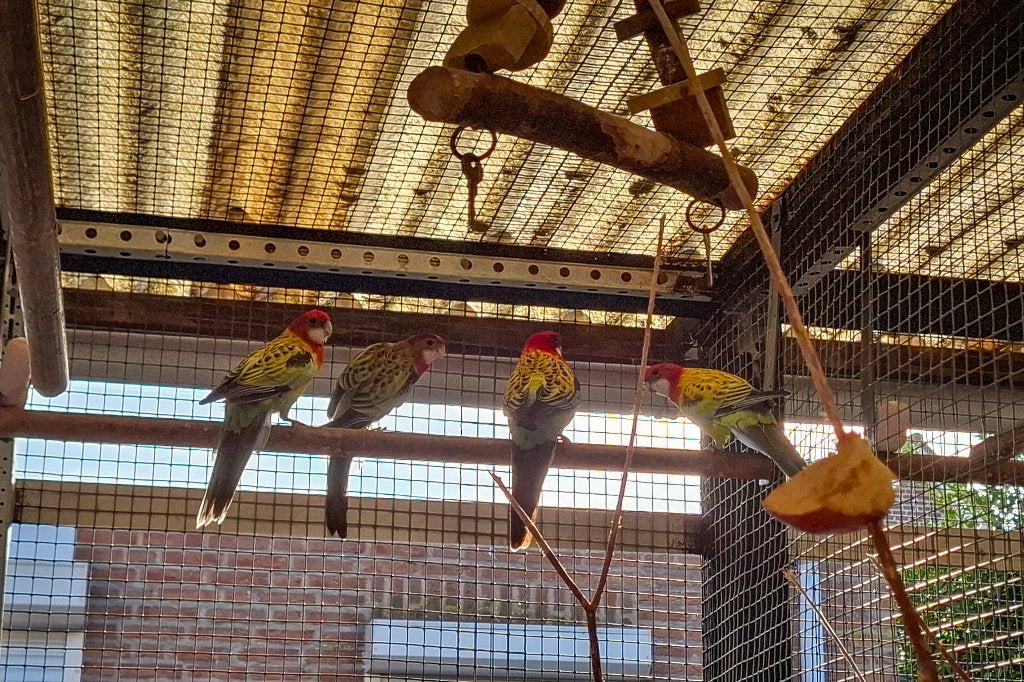 Te koop: Goudmantel-Rosella's (Wildkleur) EK26, Femelle, Perruche, Bagué