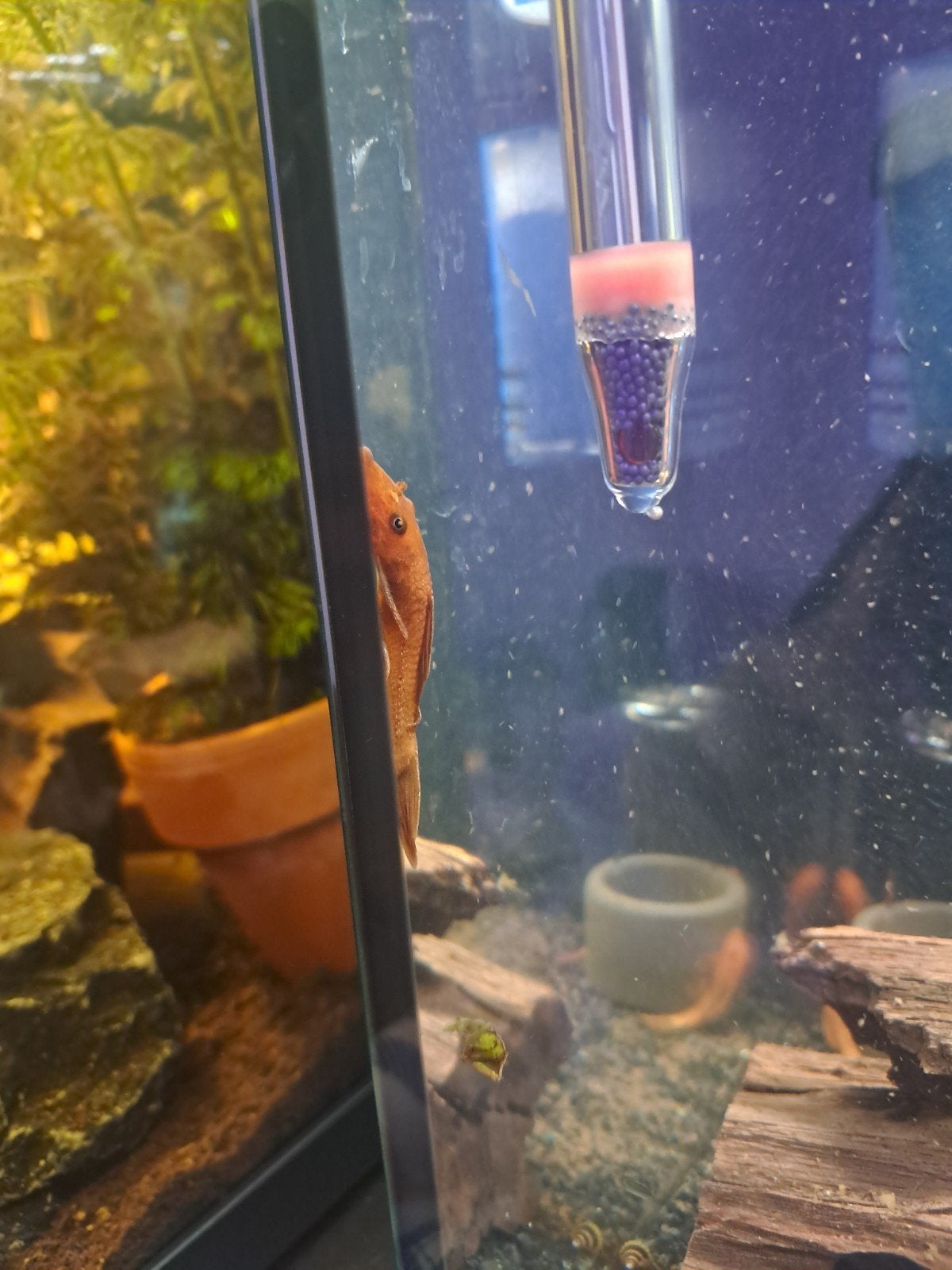 Fire red ancistrus, Animaux & Accessoires
