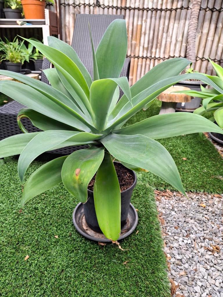 Prachtige agave attenuata binnen en buiten
Vanaf de lente bu, Tuin en Terras, Planten | Tuinplanten, Lente, Ophalen