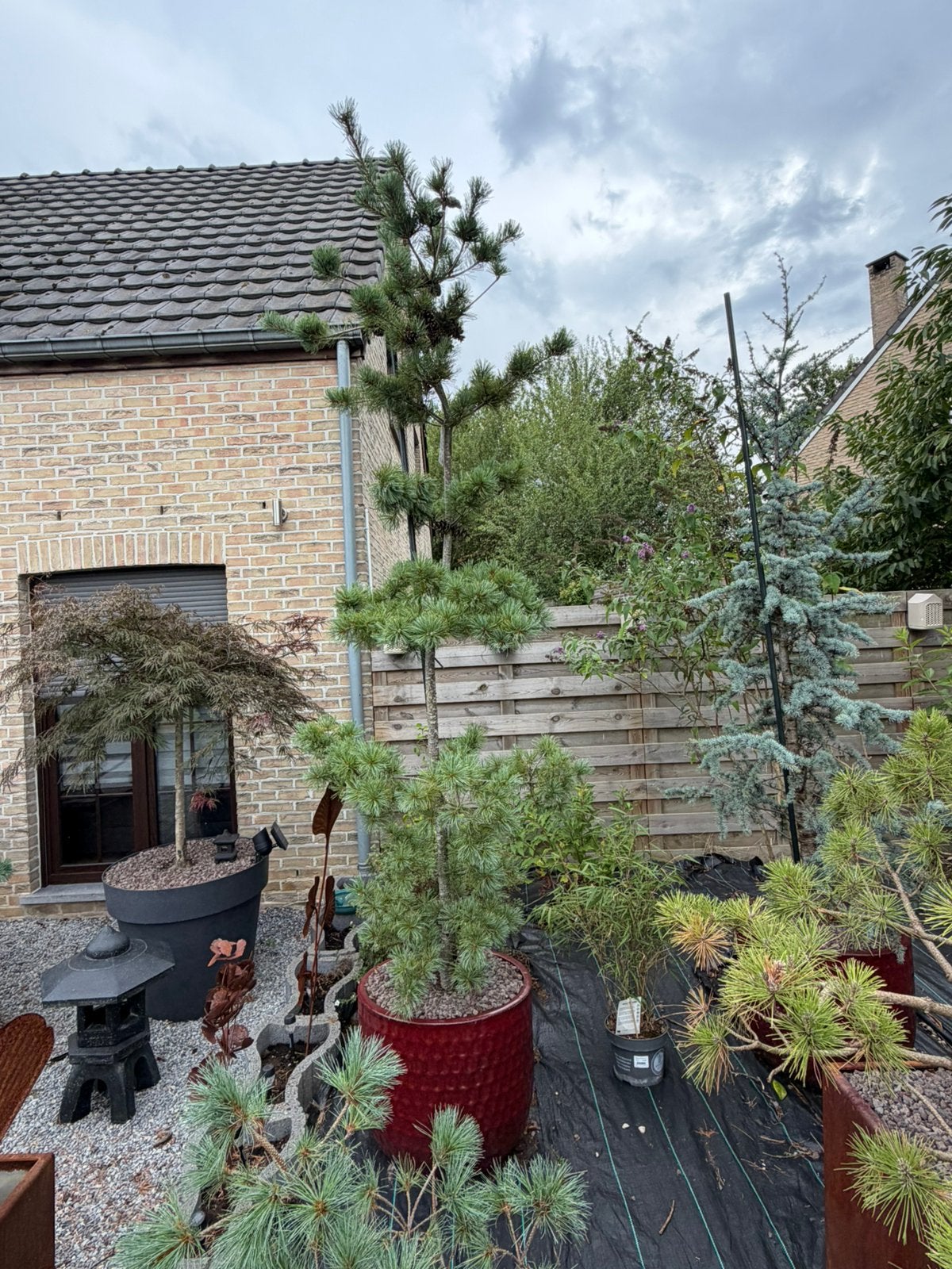 2x Pinus Parviflora, Tuin en Terras, Planten | Bomen, Ophalen
