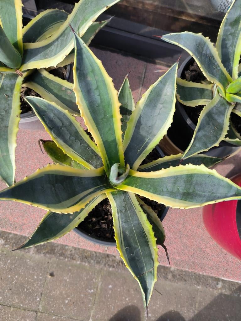 Agave, Enlèvement