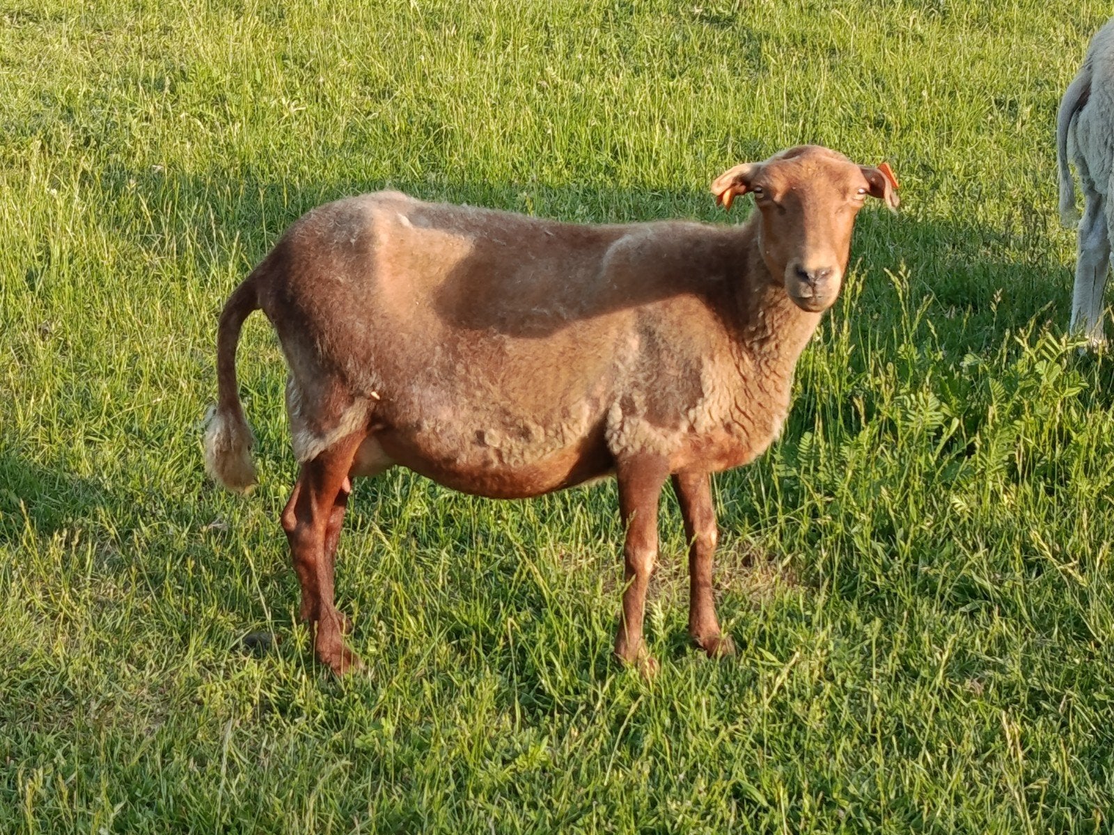 Ardense voskop ooi, Dieren en Toebehoren, Schapen, Geiten en Varkens