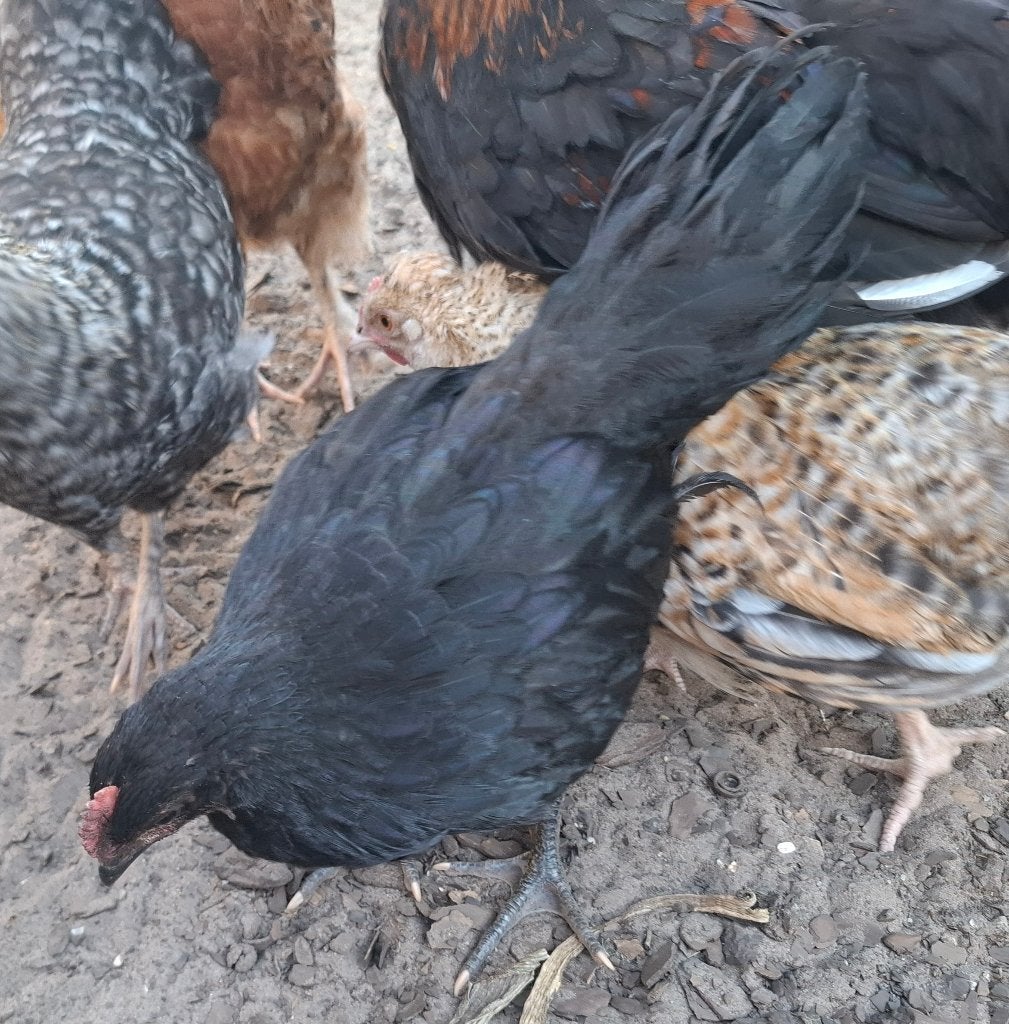 Australorp haan, Dieren en Toebehoren, Pluimvee, Mannelijk, Kip
