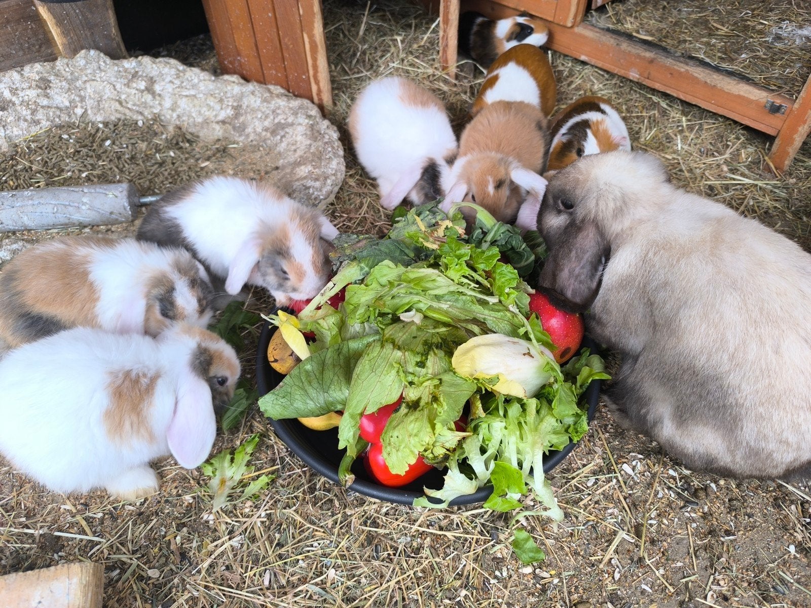 Minilop konijnen Nederlandse dwerghangoor konijntjes, Dieren en Toebehoren, Pluimvee