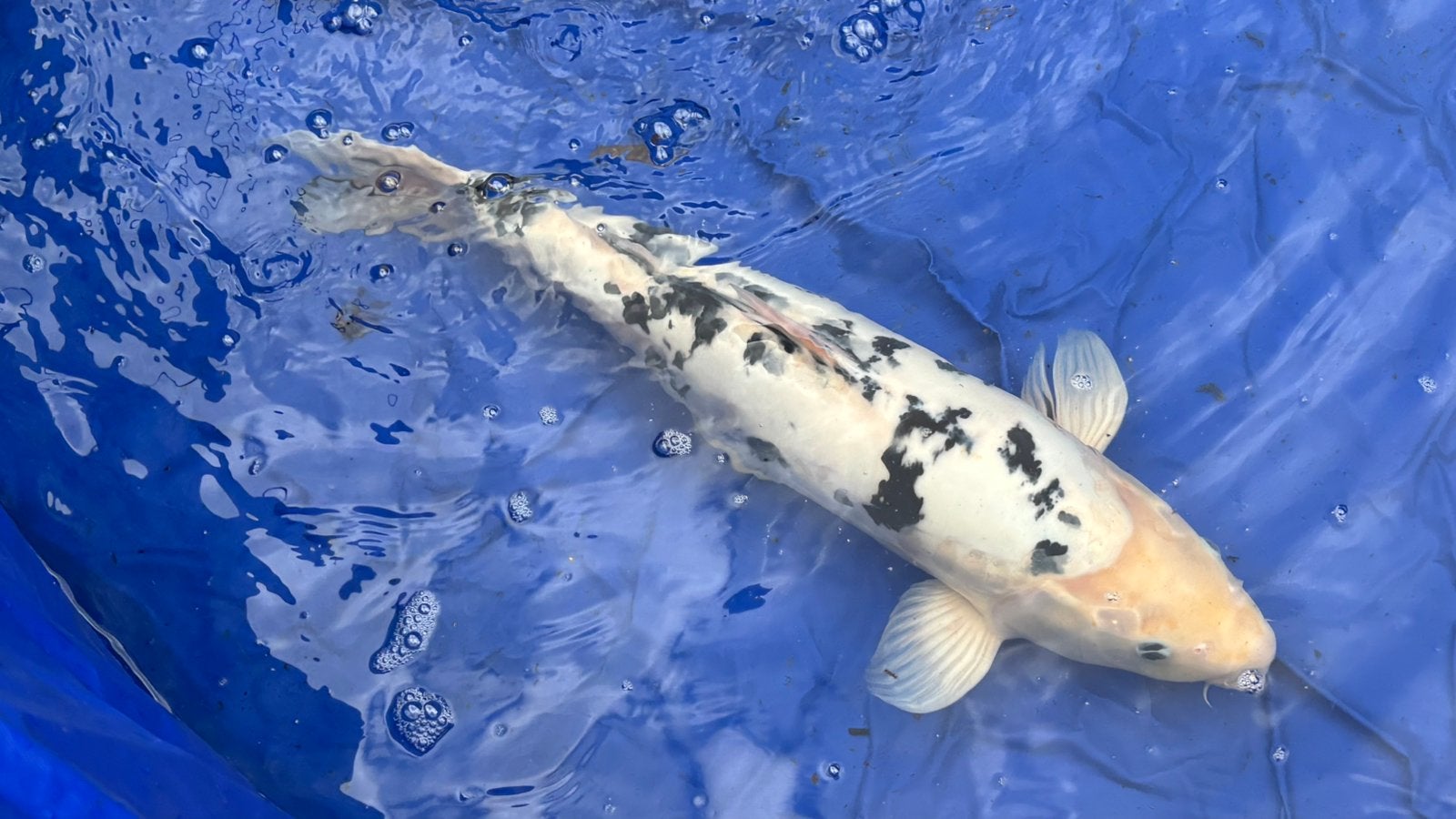 Koi ( prijs bespreekbaar)
