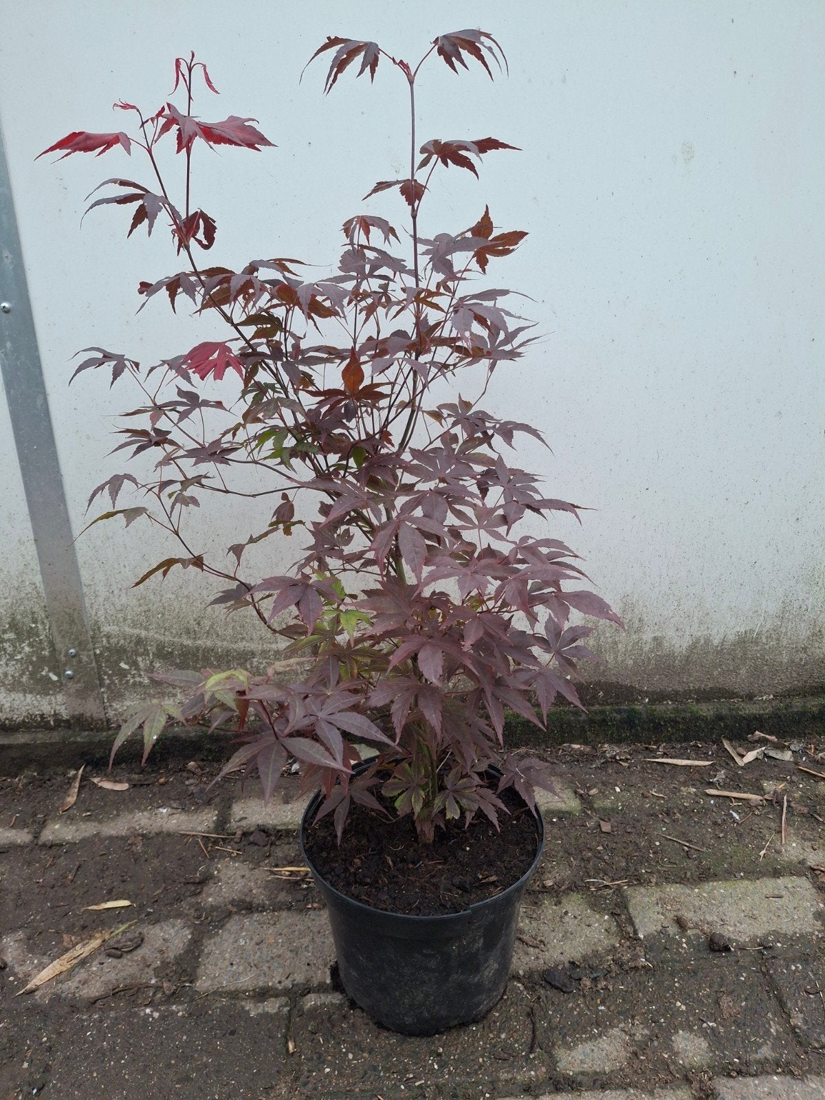 Japanse esdoorn, Tuin en Terras, Ophalen