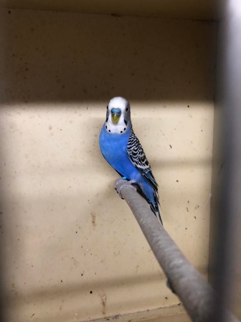 Top tentoonstellings kleurgrasparkieten, Dieren en Toebehoren, Vogels | Parkieten en Papegaaien, Meerdere dieren, Parkiet, Geringd