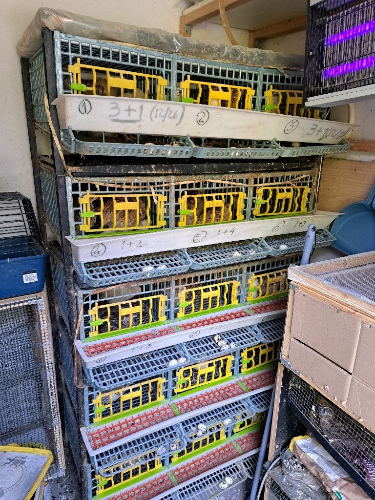 15 Kweekkooien + 60 Kwartels, Ophalen, Kunststof, Gebruikt, Broedkooi of Kweekkooi