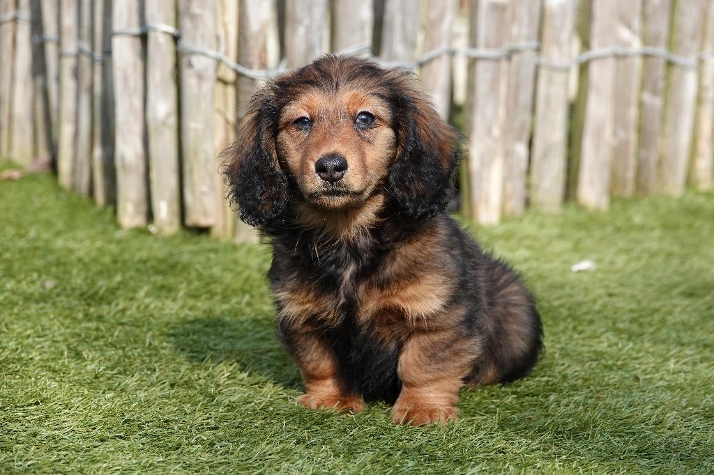 Superbes chiots teckels nains à poil long (100% belges), 15 semaines à 1 an, Éleveur | Professionnel, Poils longs, Plusieurs