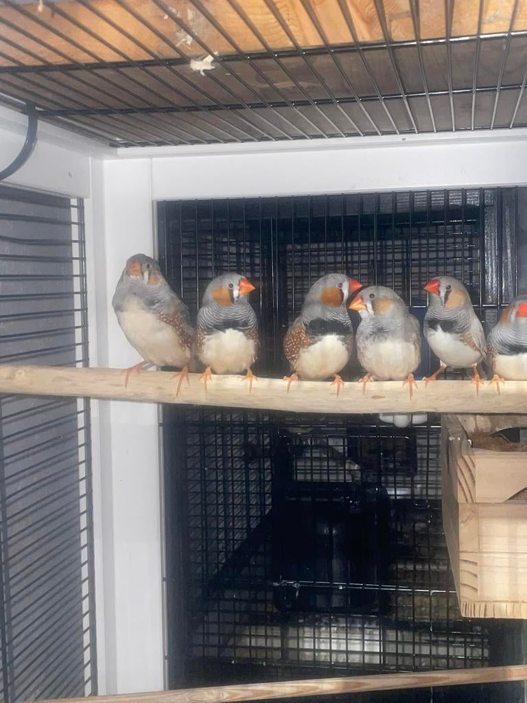 Zebravinken 2026, Meerdere dieren, Wildzangvogel