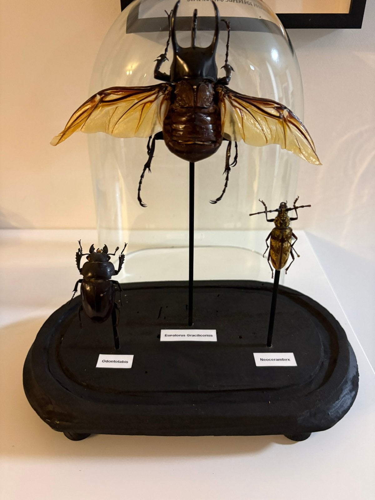 Cabine de curiosité, Collections, Enlèvement, Comme neuf, Insecte, Animal empaillé