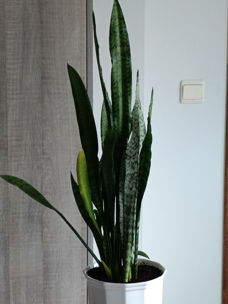 Grote sanseveria in witte porseleinen pot, Huis en Inrichting, Ophalen, 100 tot 150 cm, Overige soorten, Halfschaduw