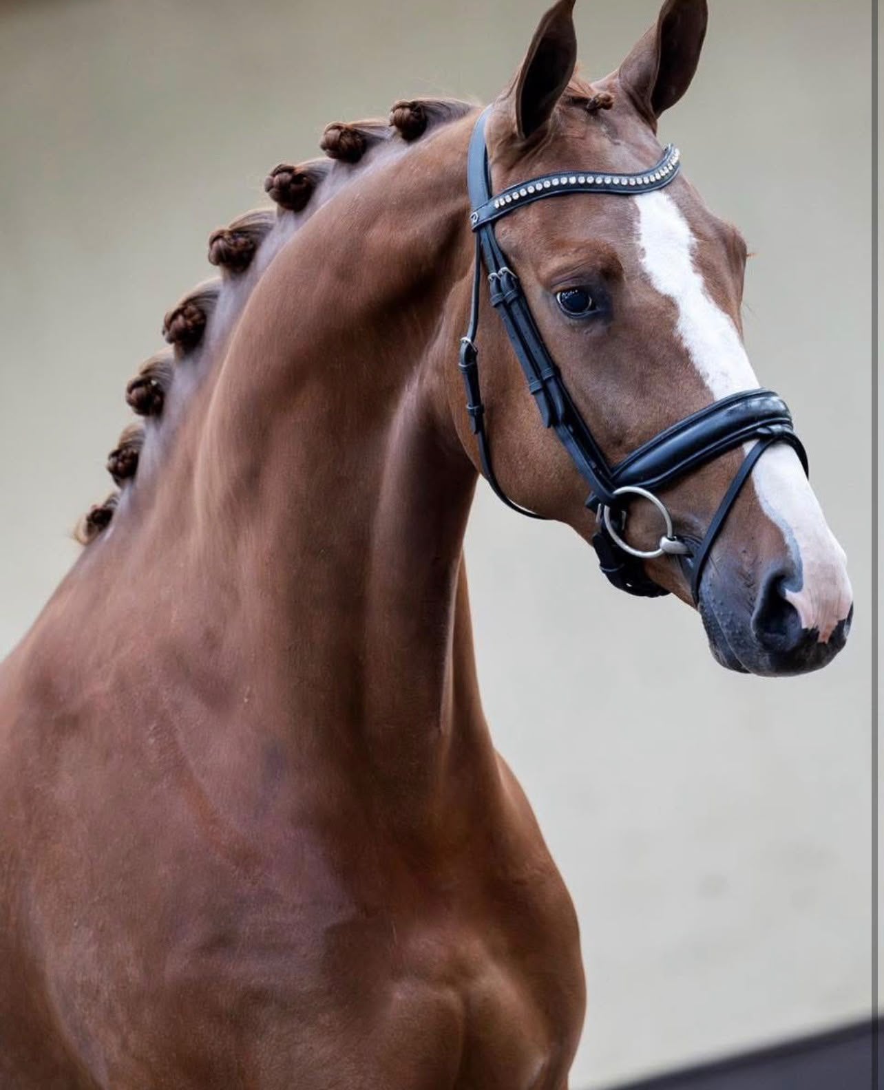 Dressuurpaard, Animaux & Accessoires, Jument, Cheval de dressage