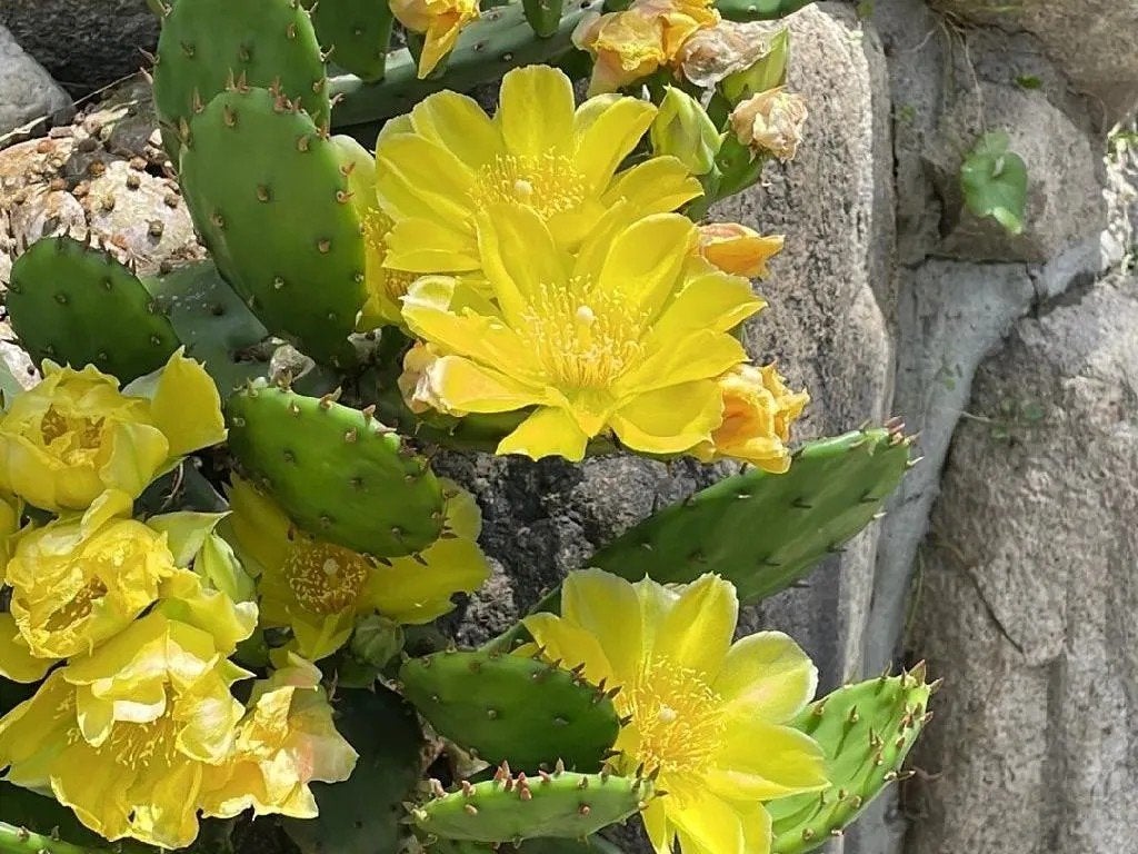 Schijfcactus, Ophalen