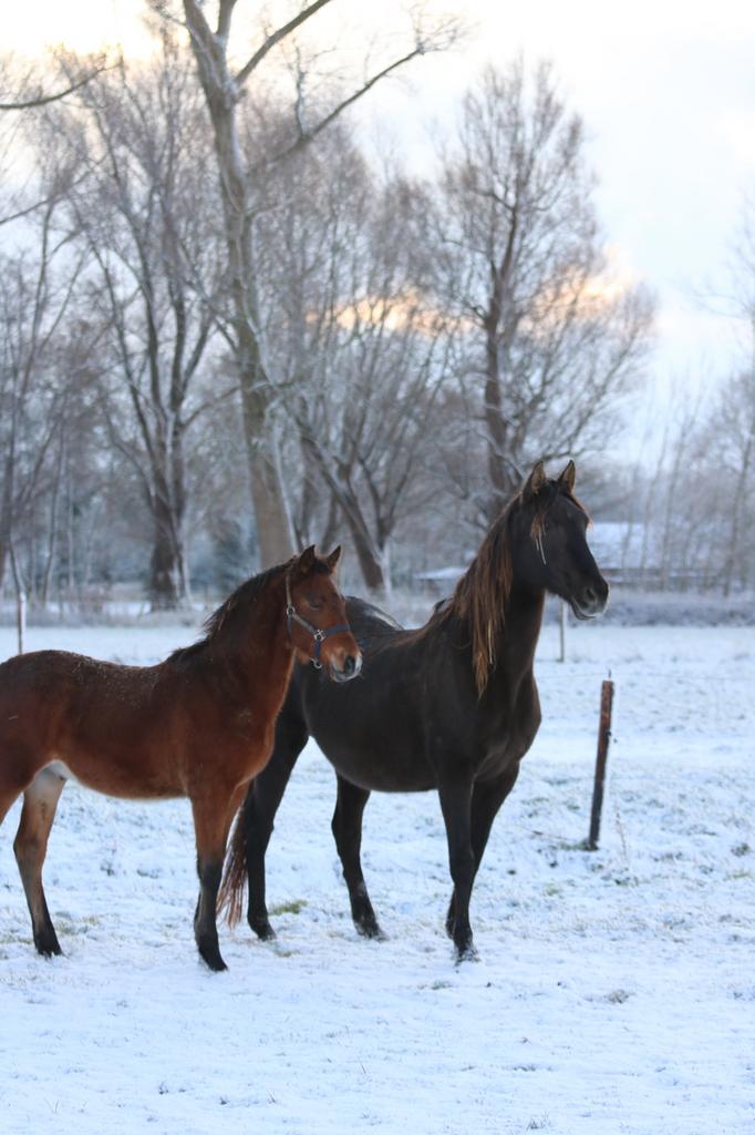 PRE merrie van 2003 gezelschapspaard, Dieren en Toebehoren, Hengst, Zadelmak