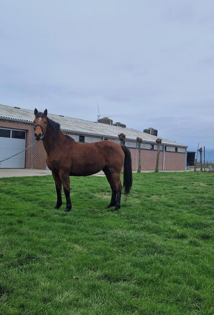 Springpaard, merrie, Merrie, Springpaard, 7 tot 10 jaar