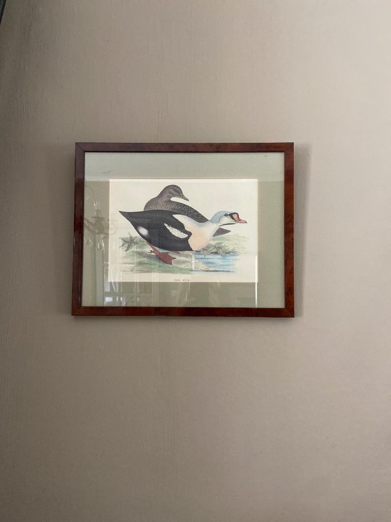 mooie kader met eend, Ophalen