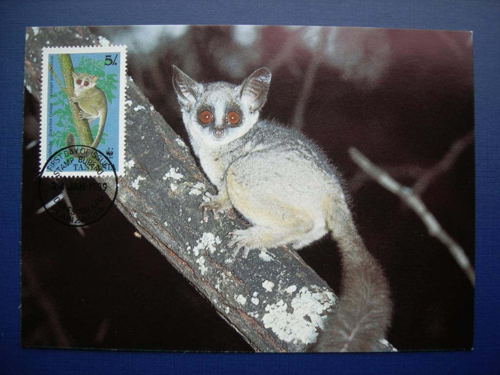 Carte-maxi WWF, Tanzanie, Galagos., Envoi, Tanzanie, Affranchi