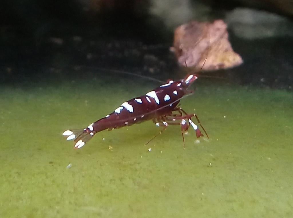 Crevettes du Sulawesi Caridina marlenae