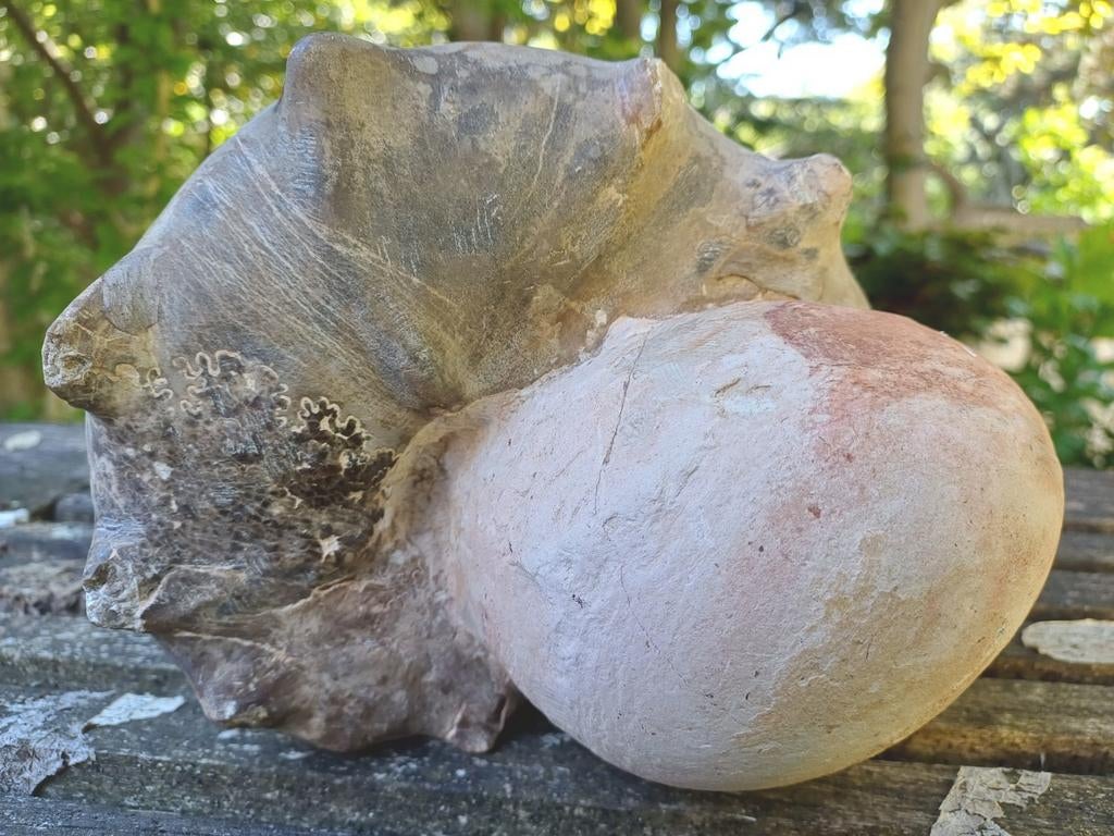 Ammonite épineuse avec un autre morceau de roche mère, Enlèvement ou Envoi, Fossile