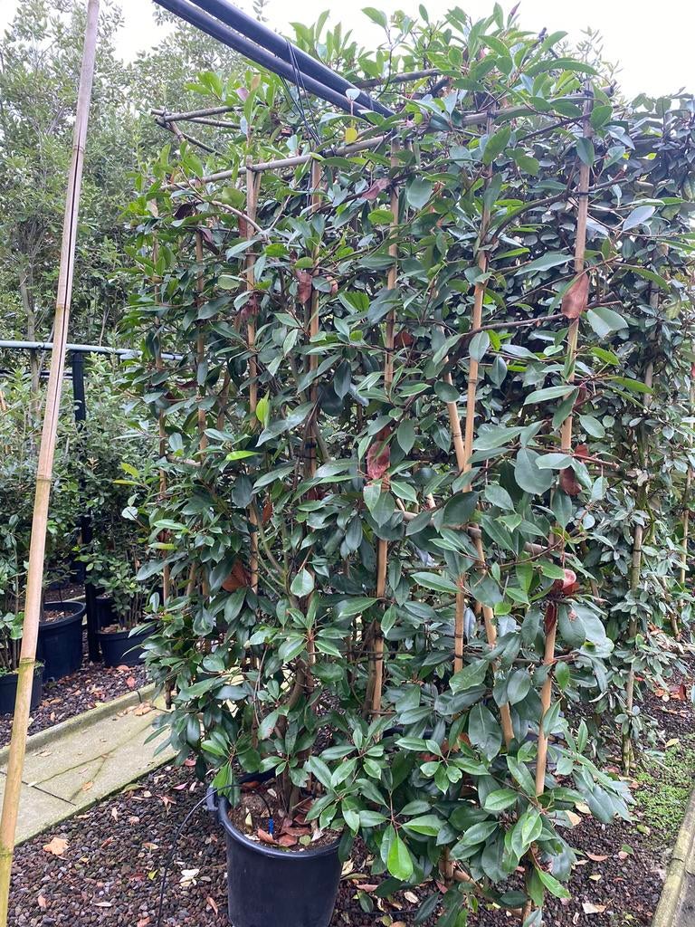 Elaeagnus ebbingei. Leiscreens met bamboescherm, Tuin en Terras, Ophalen