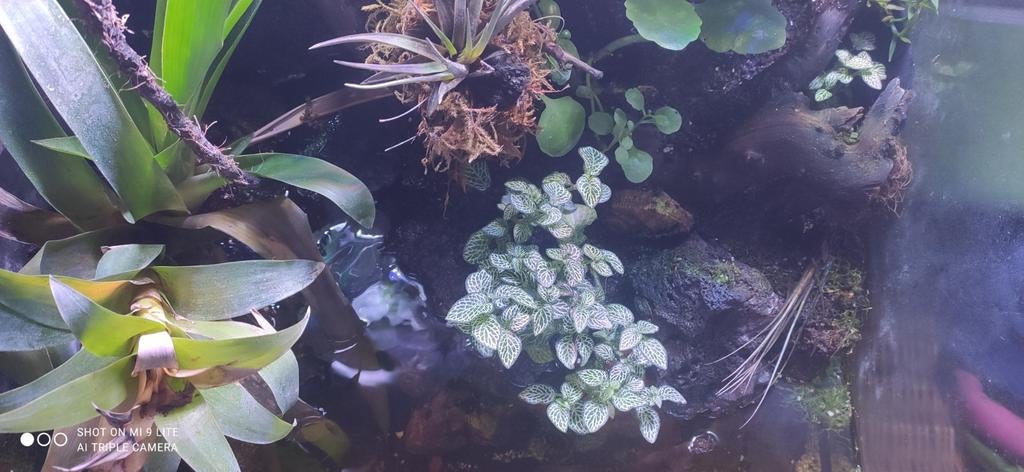 Terrarium tropical complet – Un coin de nature chez vous, Ophalen, Gebruikt, Terrarium of Paludarium