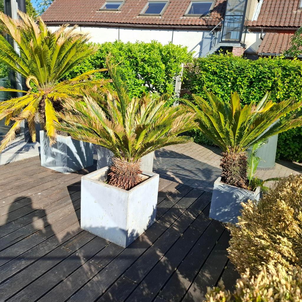4 palmbomen. Op te halen in Wechelderzande, Ophalen, Palmboom, 100 tot 250 cm