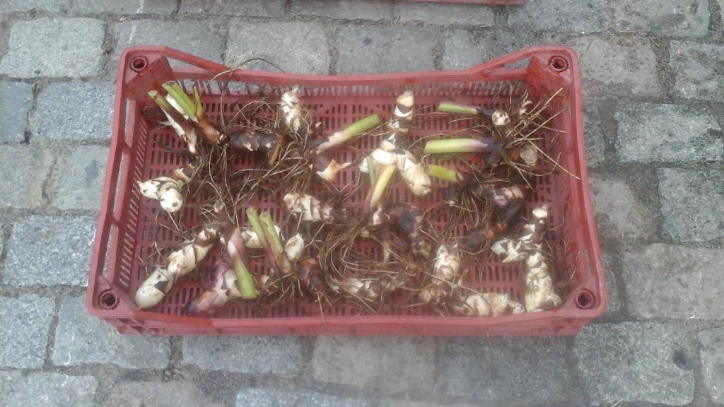 Canaplanten ( knollen ), Tuin en Terras, Bloembollen en Zaden, Ophalen, Voorjaar, Halfschaduw, Knol