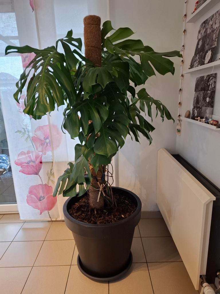 Monstera Deliciosa 170cm op mosstok, Huis en Inrichting, Kamerplanten, Ophalen