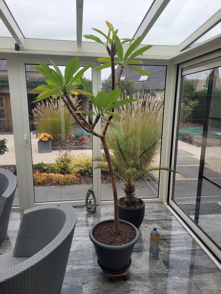 Oleander Plumeria, Tuin en Terras, Volle zon, Vaste plant, Zomer, Ophalen