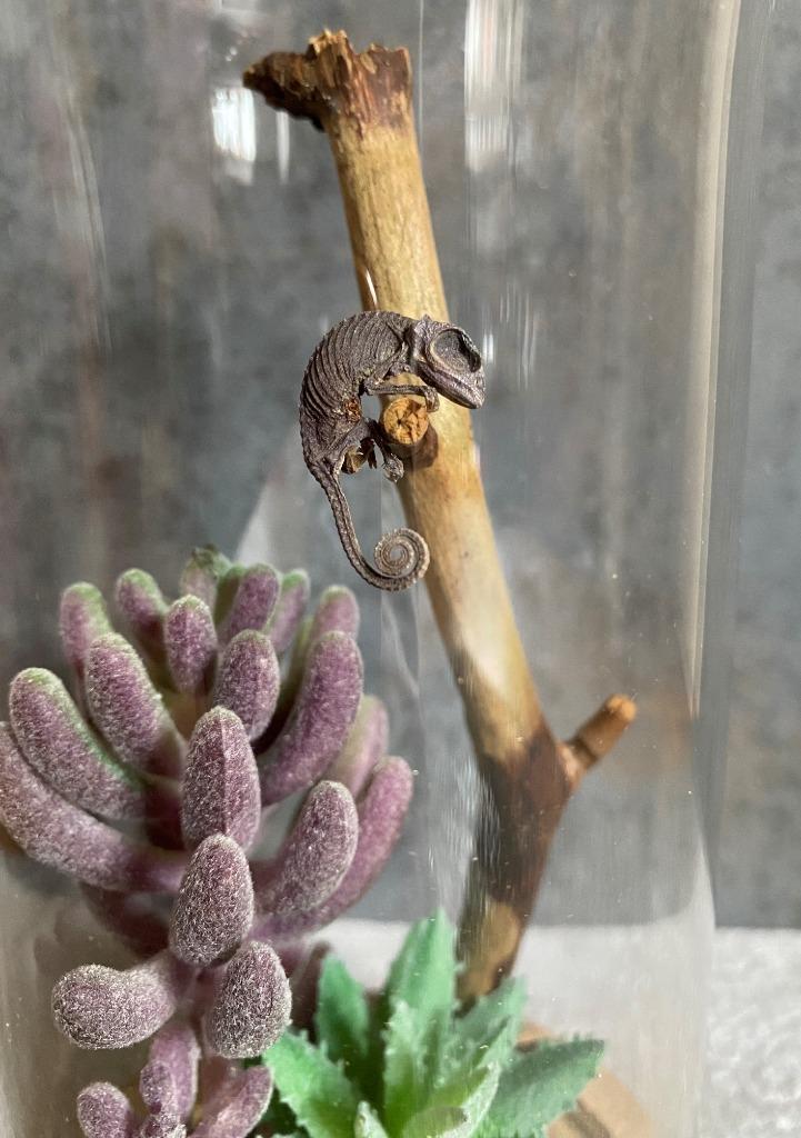 Gemummificeerde kameleon in stolp, Verzamelen, Ophalen of Verzenden