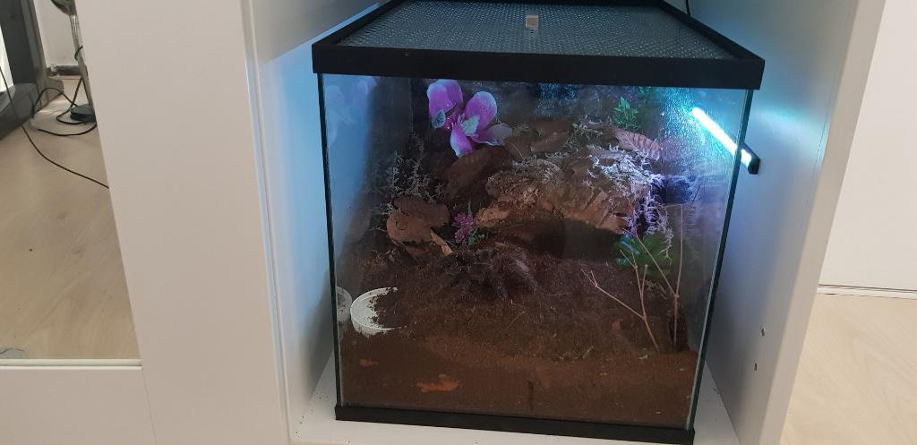 Terrarium voor vogelspinnen en reptielen, Enlèvement ou Envoi, Neuf, Terrarium ou Paludarium