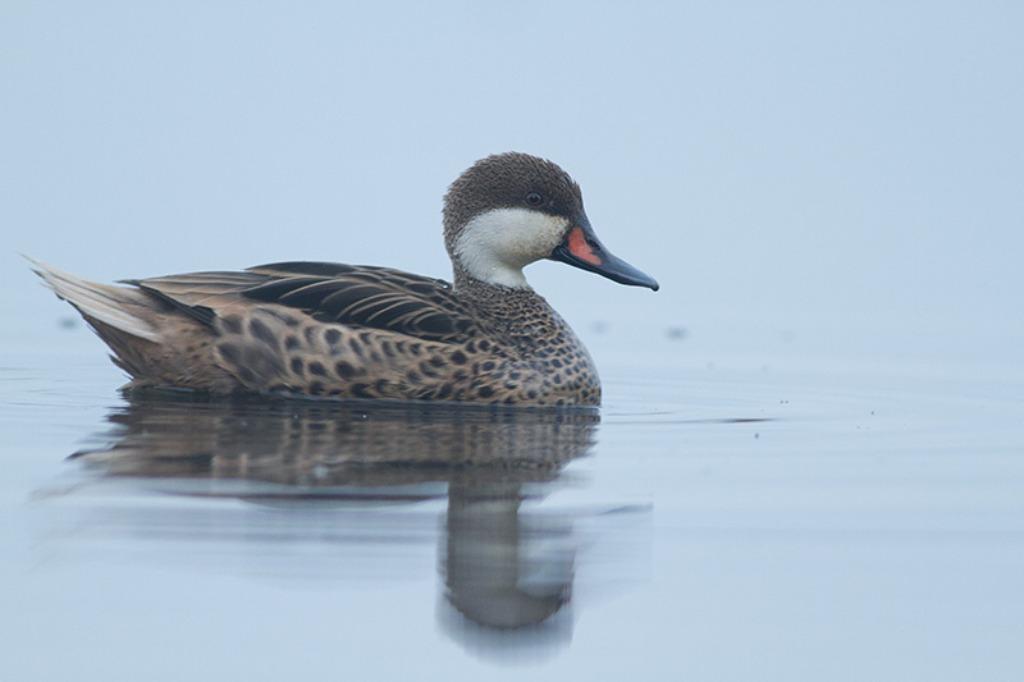 bahama pijlstaart eenden in verschillende kleuren, Plusieurs animaux, Canard