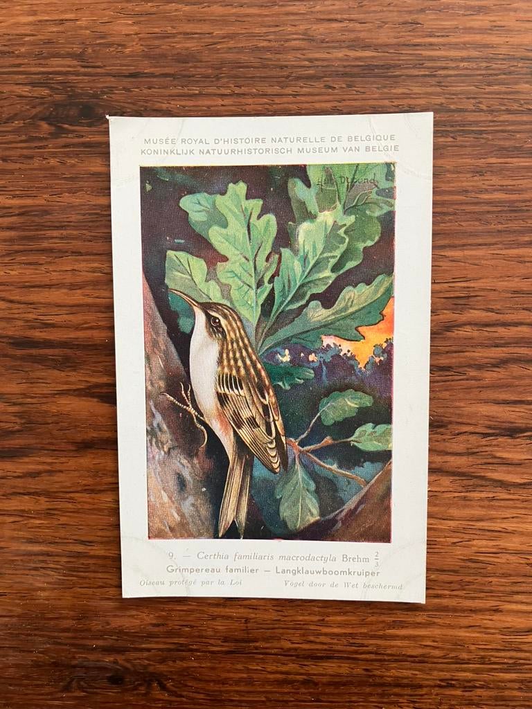 Vogels der Belgische Fauna Nr. 9 langklauwboomkruiper, Collections, Cartes postales | Animaux, Enlèvement ou Envoi, 1940 à 1960