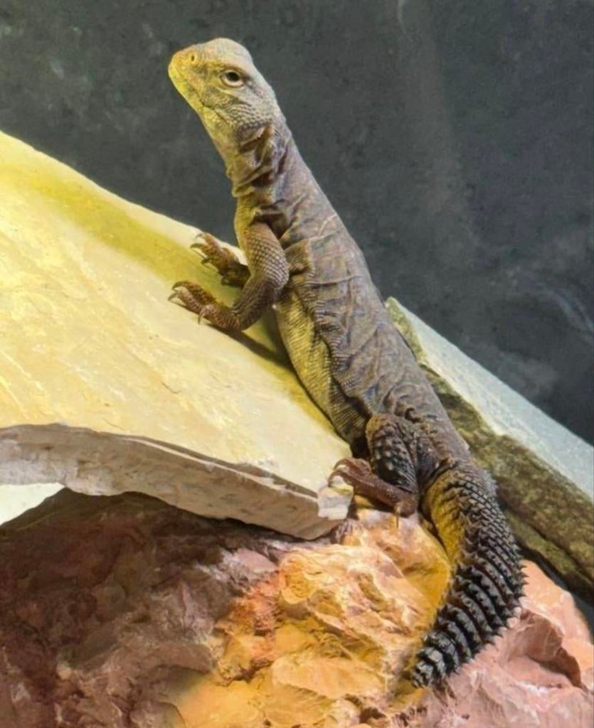 Uromastyx dispar flavifasciata 0.0.2, Dieren en Toebehoren, Reptielen en Amfibieën, Hagedis, 0 tot 2 jaar, Tam