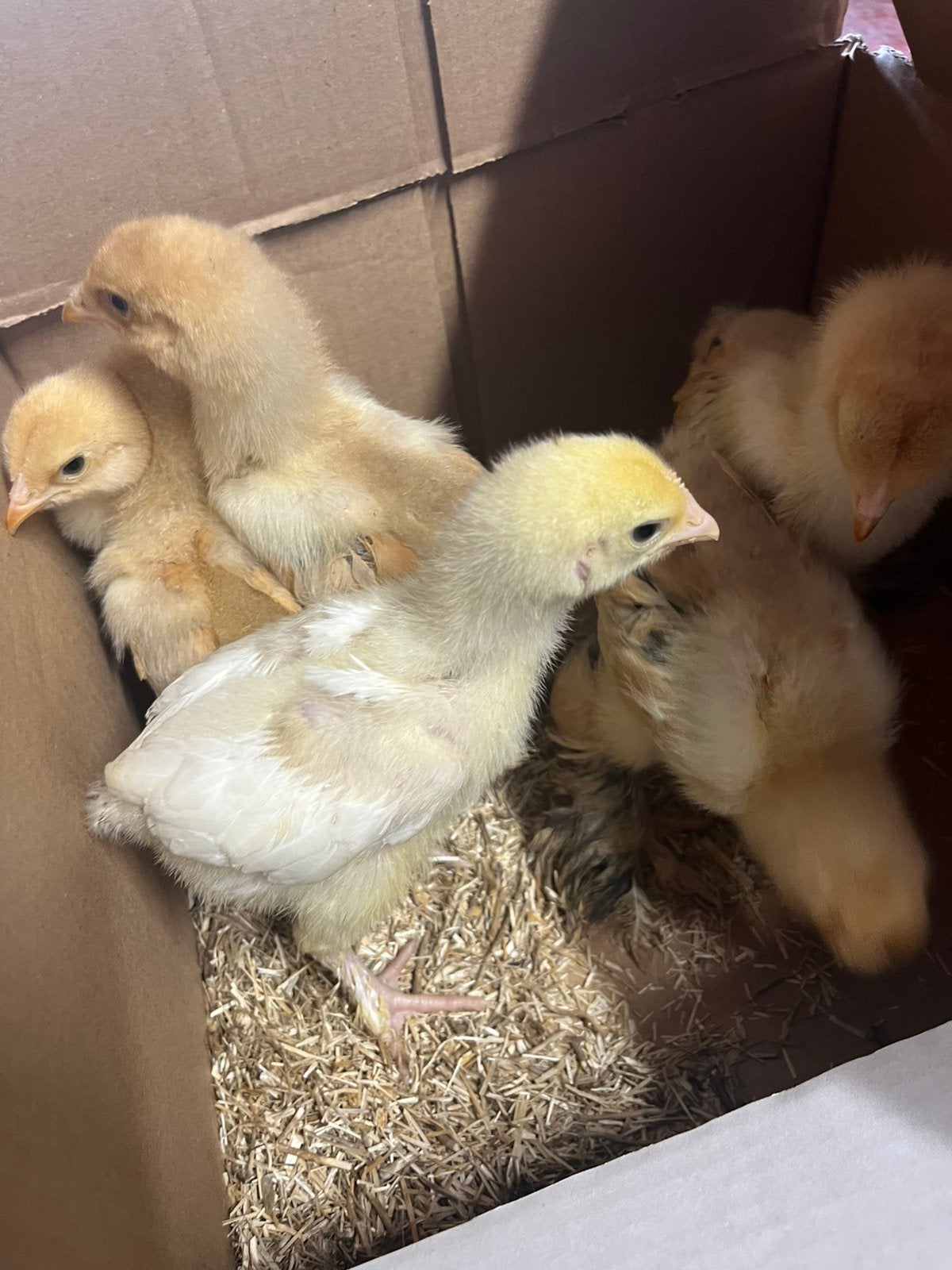 Brahma colombia buff zwart kuikens 2 weken, Dieren en Toebehoren, Pluimvee, Geslacht onbekend